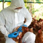 Veterinarian in protective gear examining a chicken in a poultry farm