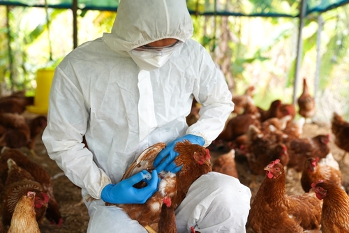 Veterinarian in protective gear examining a chicken in a poultry farm